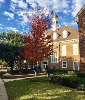 Autumn Trees Outside of City Hall